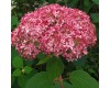 Hydrangea Arborescens